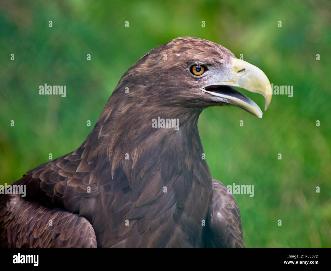 Unione white tailed eagle con becco aperto Foto Stock