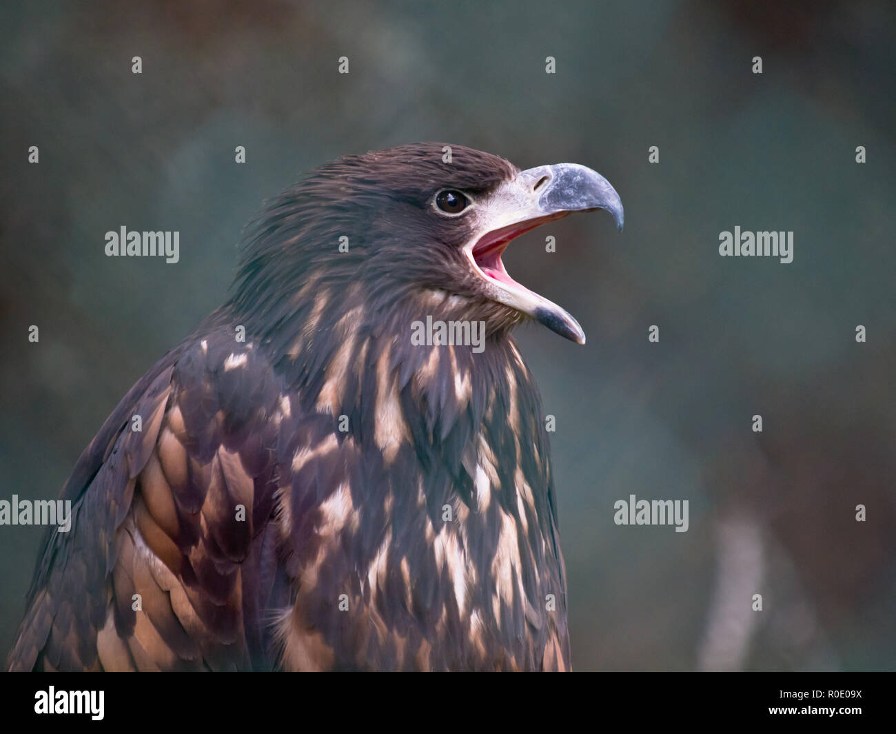 Unione white tailed eagle sta gridando Foto Stock