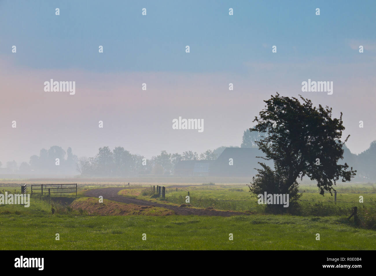 Il paesaggio agricolo nella nebbia di mattina Foto Stock