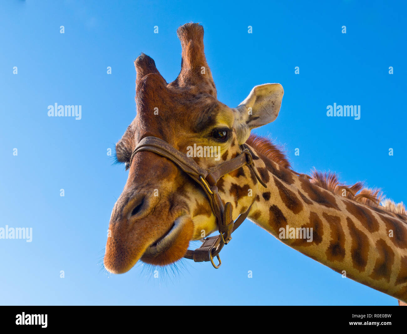 Testa di giraffa cercando nella fotocamera Foto Stock