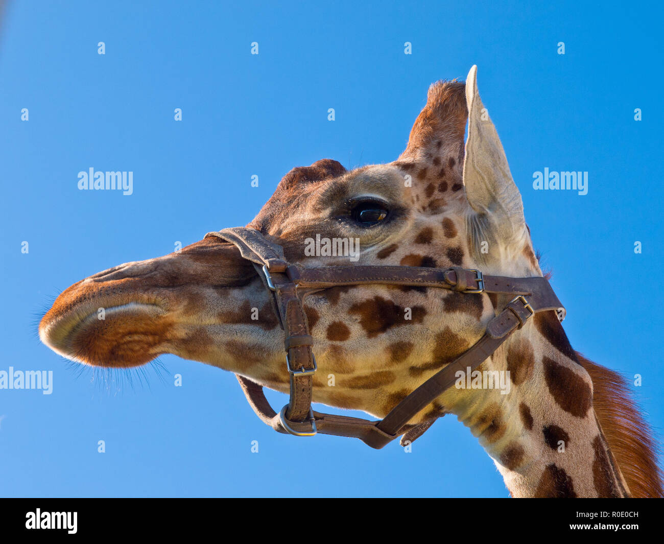 Testa di giraffa guardando a sinistra Foto Stock