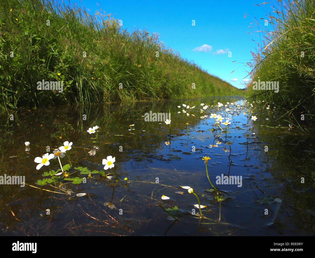 Tipica polder olandesi fosso visto da appena al di sopra della linea di galleggiamento con acqua di stagno-stella nella parte anteriore Foto Stock
