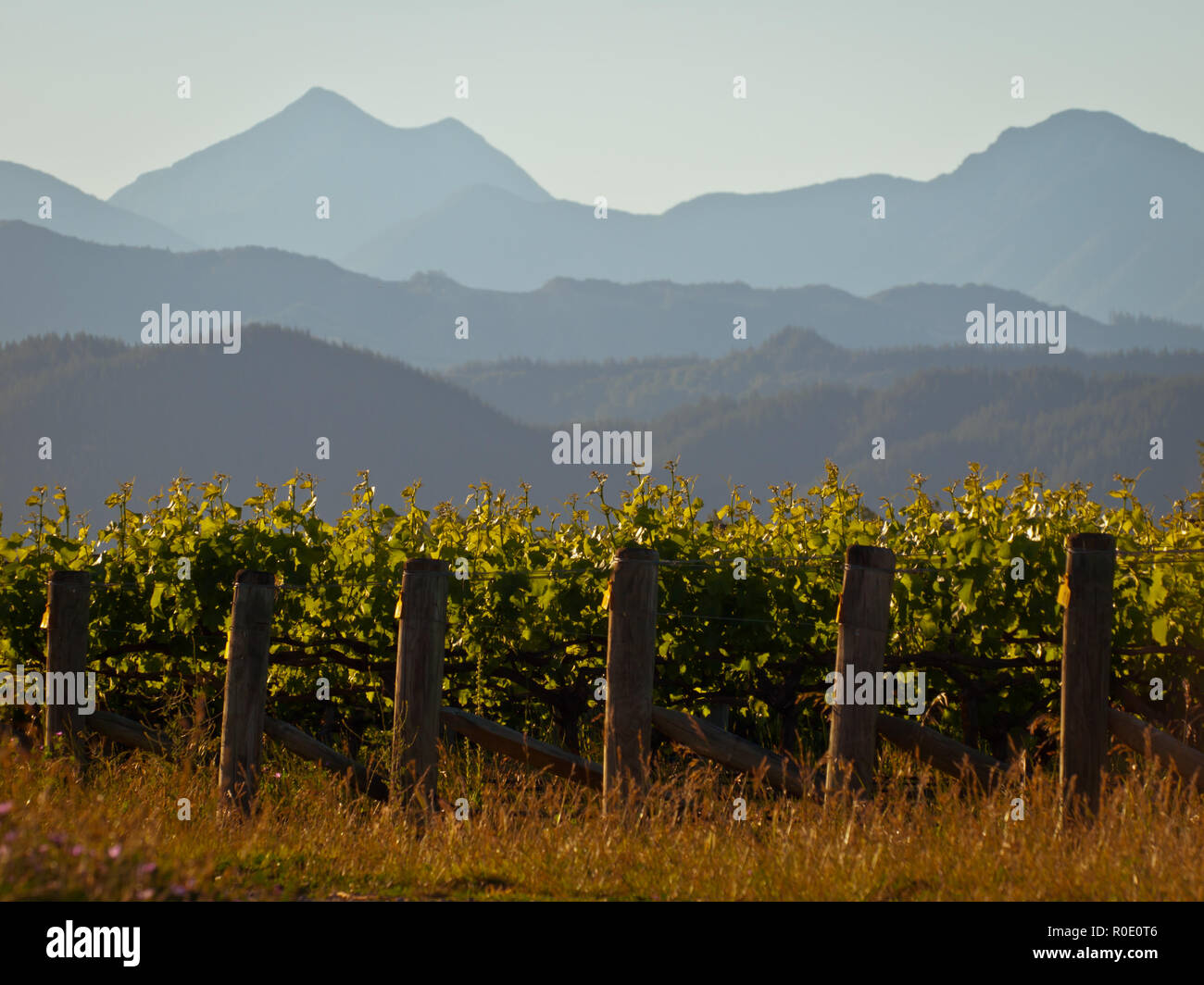 Una vista di un vigneto con Misty Mountains sullo sfondo Foto Stock
