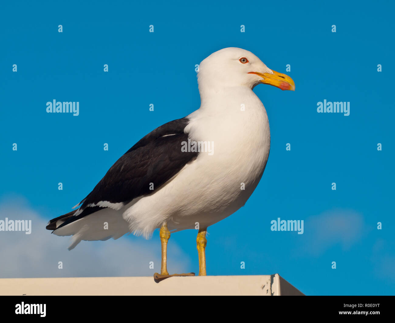 Nativo di Nuova Zelanda nero-backed gull (Larus dominicanus) seduto su un tetto Foto Stock