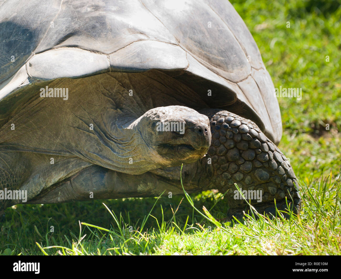 Le Galapagos La tartaruga gigante (Geochelone elephantopus) close up Foto Stock