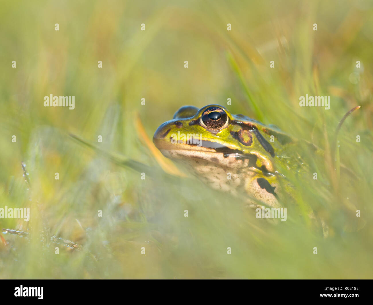 Een Bastaardkikker di middelste groene kikker in onscherp gras incontrato dauwdruppels Foto Stock