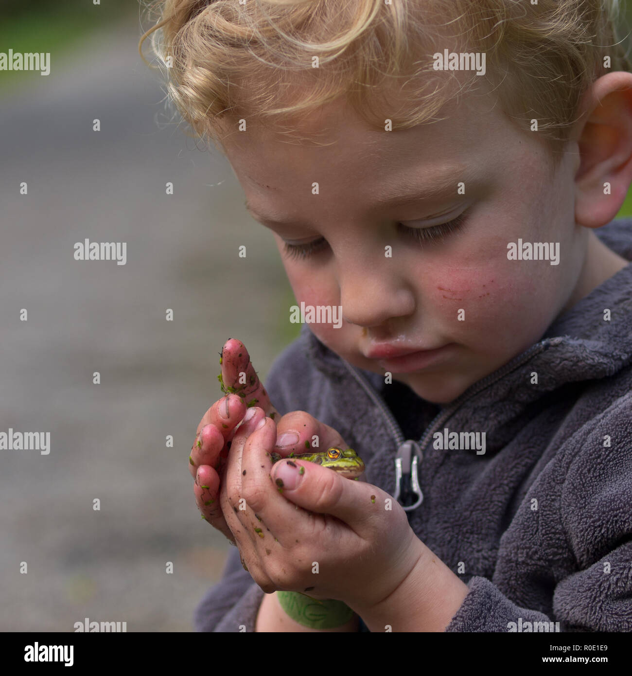 Een peuter bekijkt een groene kikker die zojuist hij in de sloot heeft gevangen Foto Stock