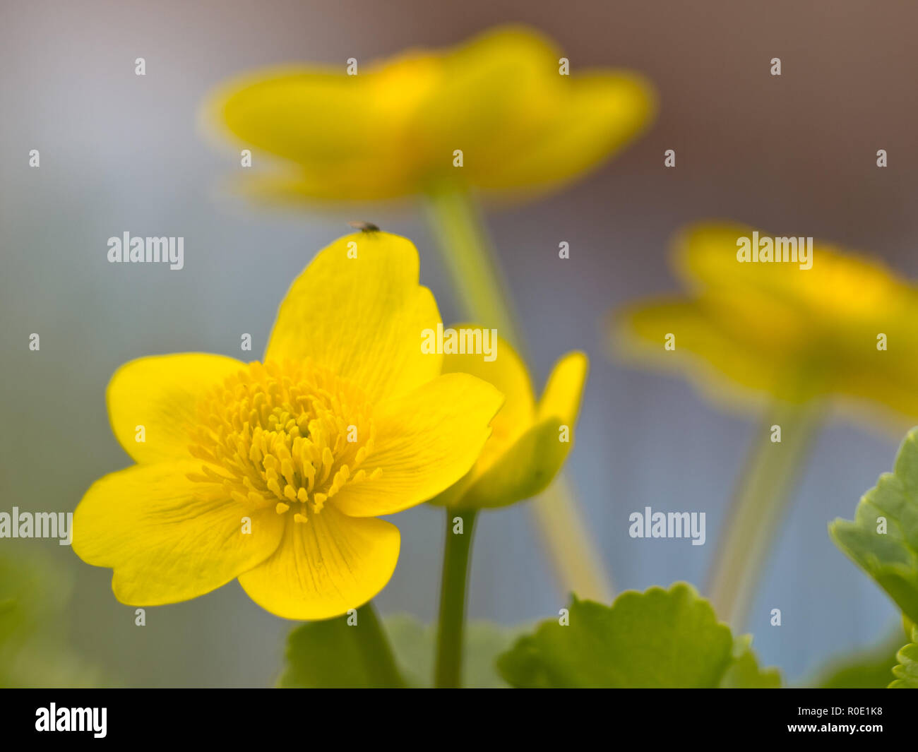 Dotterbloemen staan te bloeien in de slootkant Foto Stock