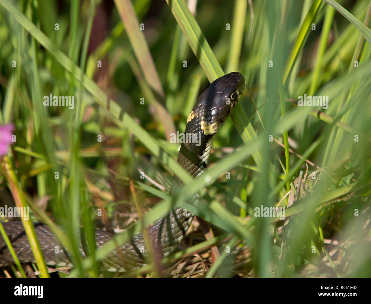 Biscia dal collare (natrix natrix) in erba girando con testa in alto Foto Stock