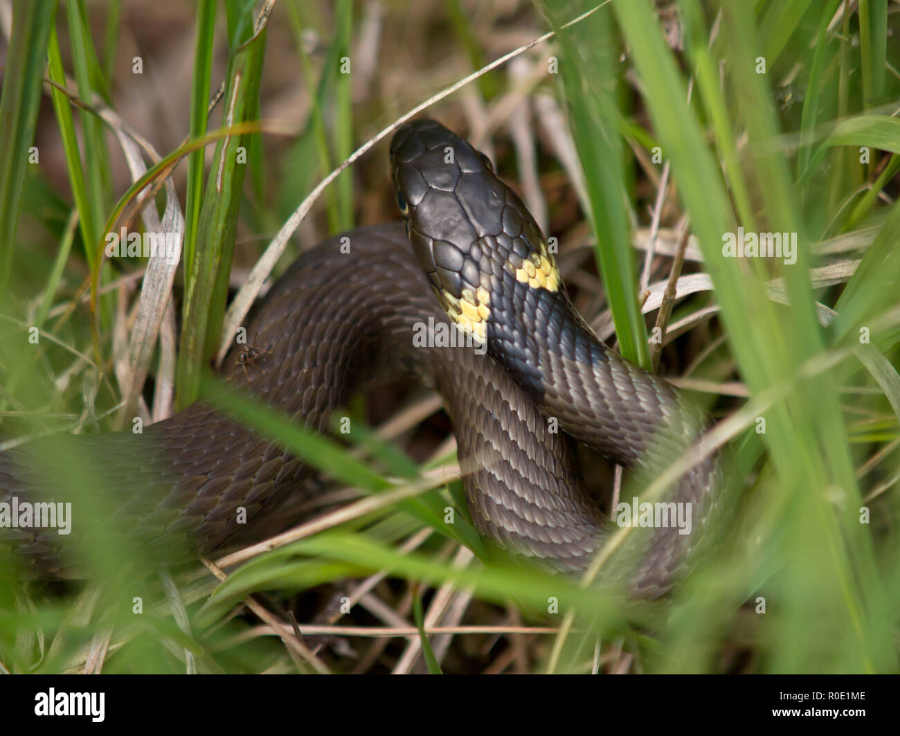 Biscia dal collare (natrix natrix) è appoggiato nell'erba. Foto Stock