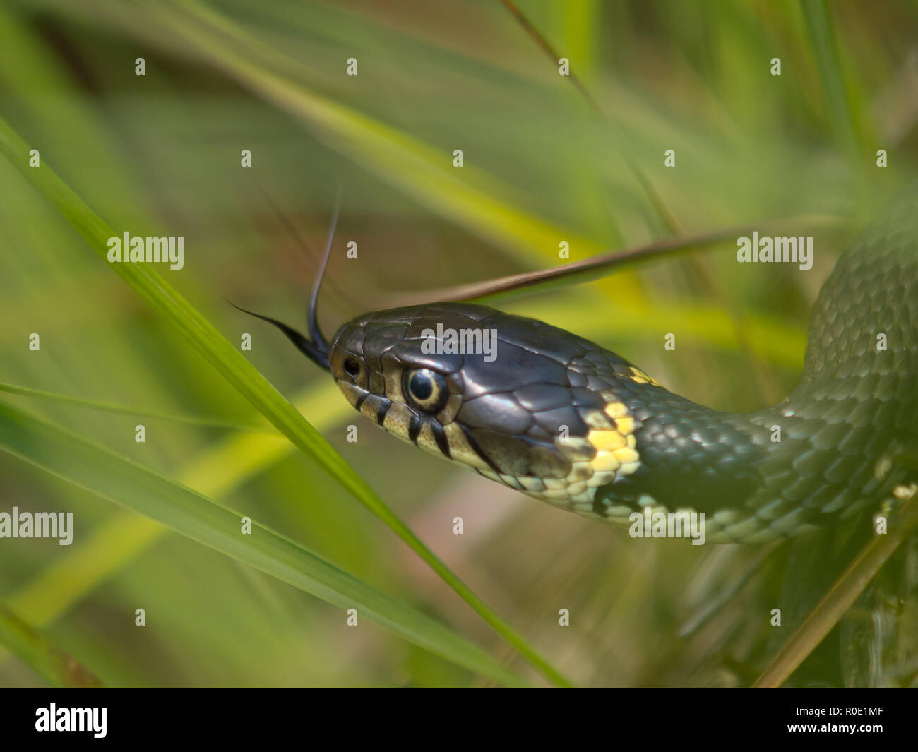 Biscia dal collare (natrix natrix) che mostra la linguetta Foto Stock