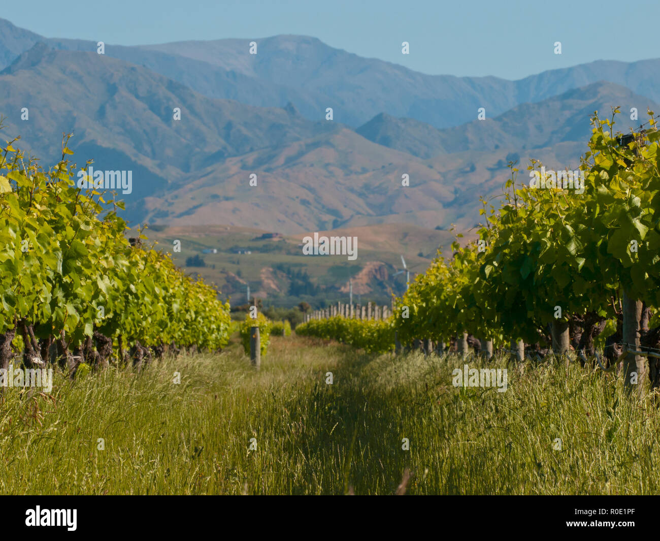 Una vista di un vigneto con Misty Hills sfondo Foto Stock