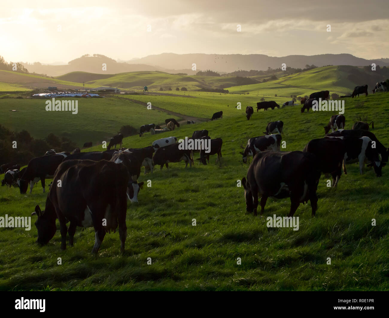 Vacche durante il tramonto in Nuova Zelanda campagna Foto Stock