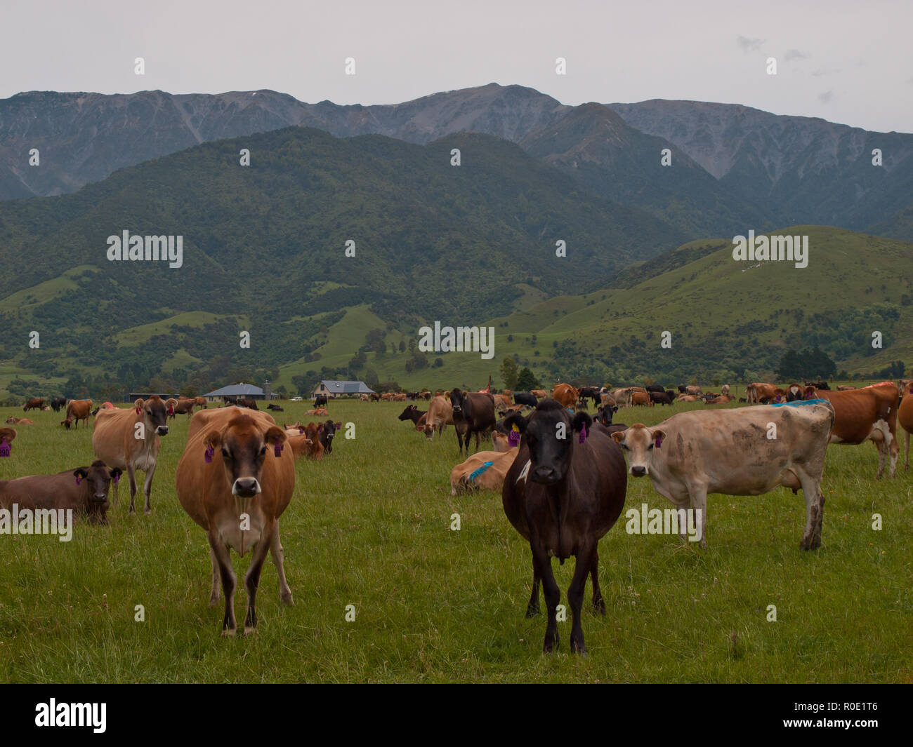 Mucche al pascolo a guardare nella telecamera in Nuova Zelanda campagna Foto Stock
