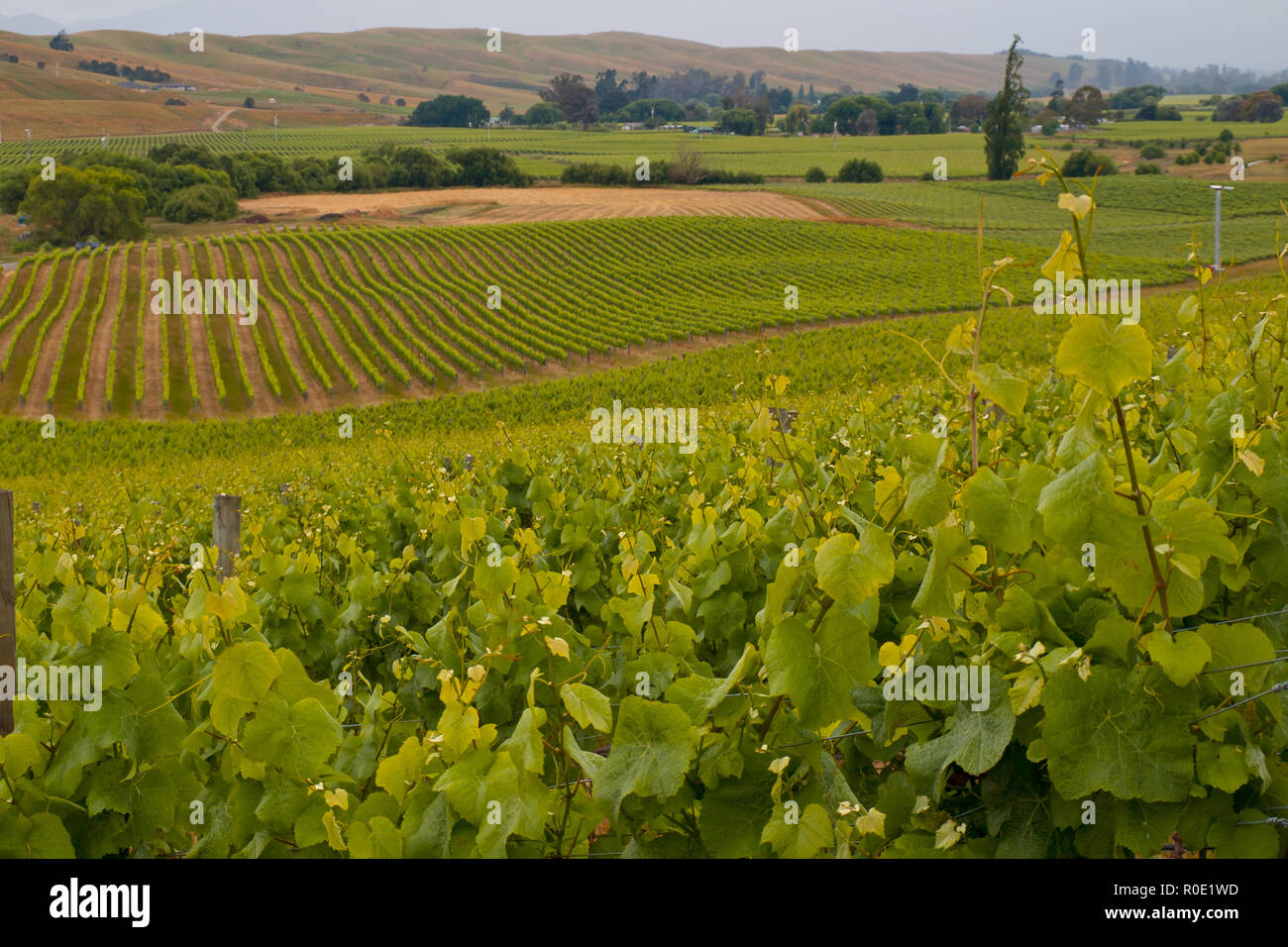 Vista della vigna nella campagna Marlborough Nuova Zelanda Foto Stock