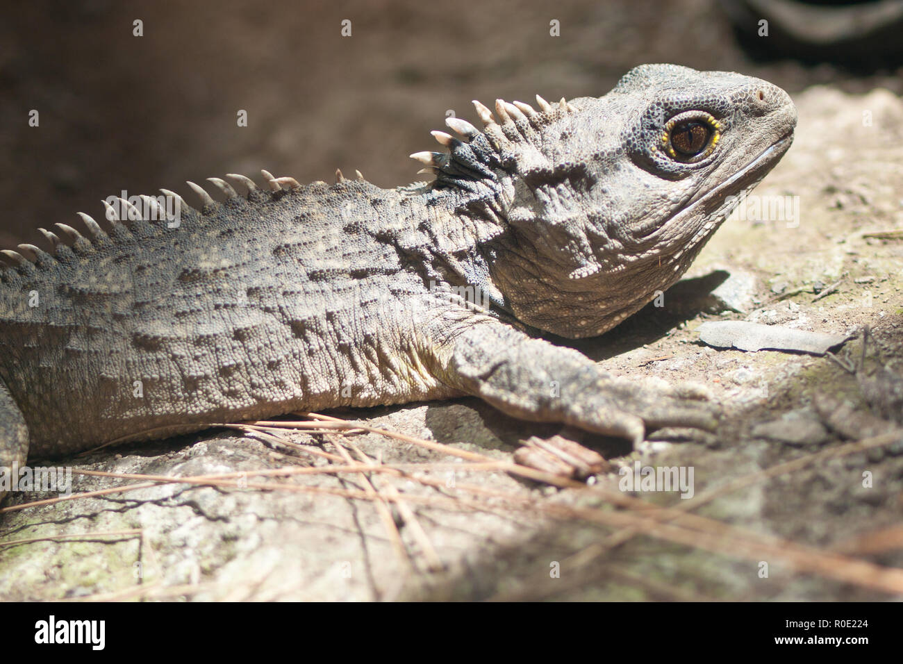 Il Tuatara ancora vive in Nuova Zelanda, è diventato estinti nel resto del mondo, tempo fa Foto Stock