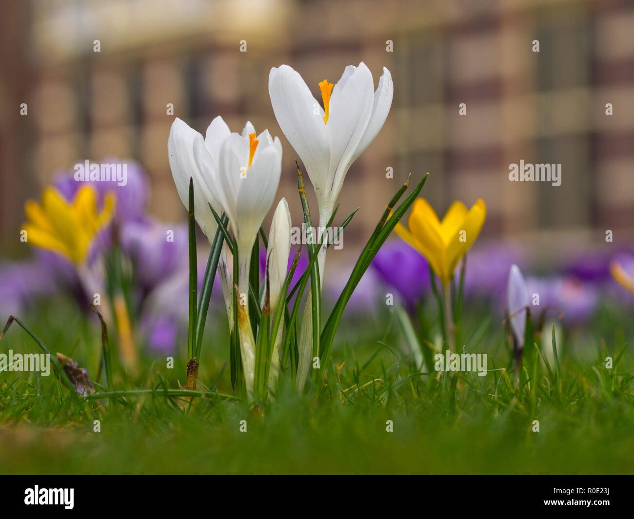 Witte krokussen staan te bloeien in een voorjaarsveld Foto Stock