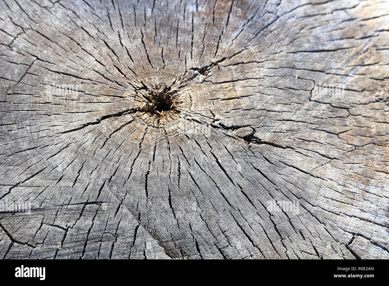 I nuclei di un albero di età taglio alla base Foto Stock