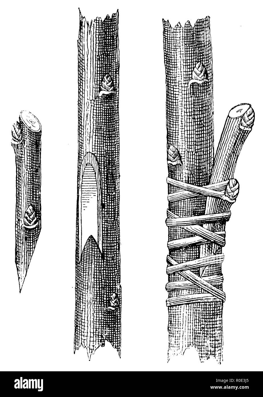 A sinistra: Wildling e Edelreis quando innestando nel lato destro: Vollsteter Seitenpfropfen (la banda è di mostrare il funzionamento, ampiamente distribuito), anonym 1911 Foto Stock