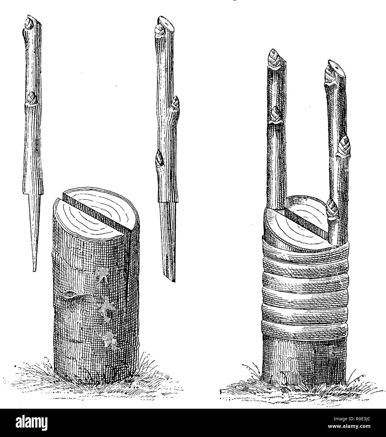 E Wildling Edelreiser quando si innesti nella gap con due Reisern, destra: finito, ma non ancora con la cera ad albero Spaltpfropfen trascorso con due Reisern, anonym 1911 Foto Stock