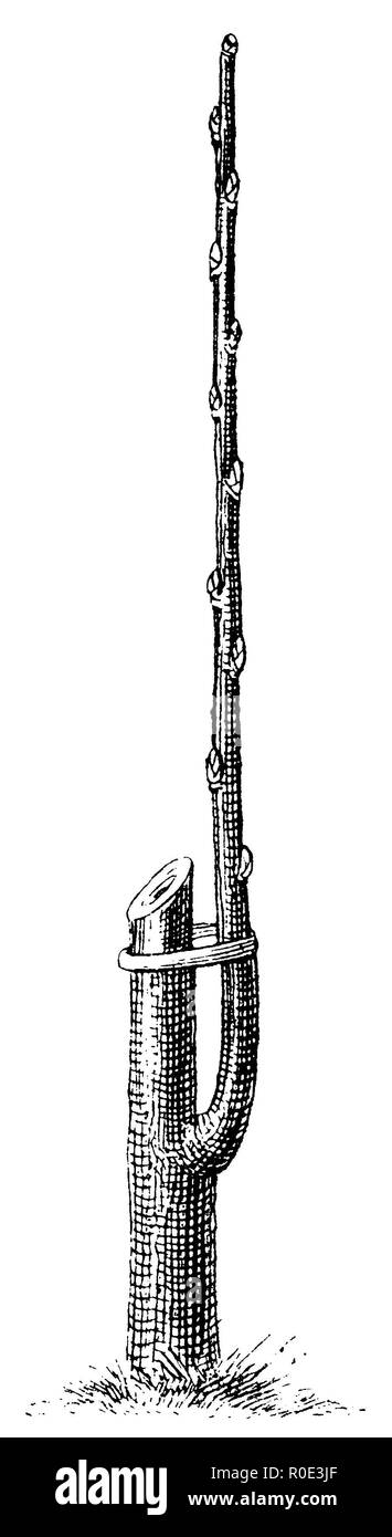 La legatura del shoot derivanti dall'occhio utilizzato nella oculation sul moncone che è rimasto in piedi, anonym 1911 Foto Stock