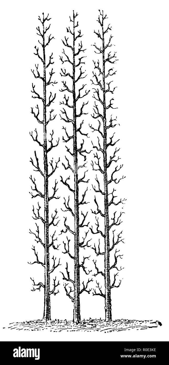 Frutta Trellis: montante cordon tree, anonym 1911 Foto Stock