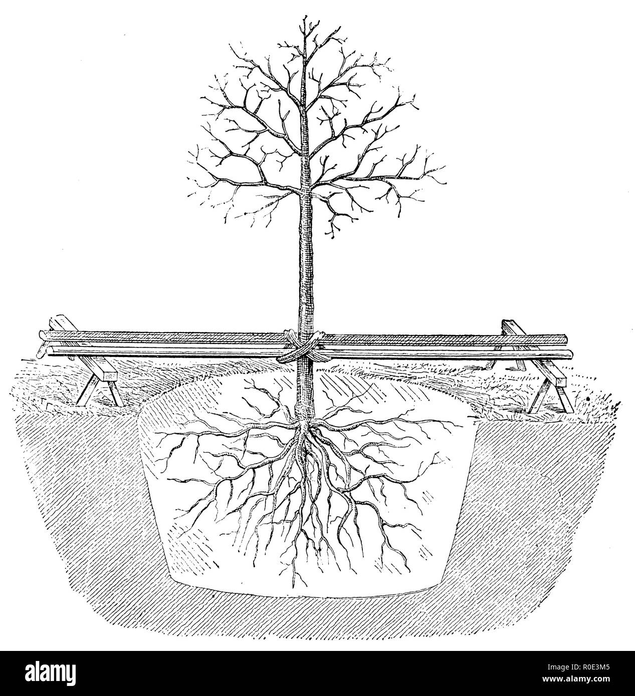 Per piantare un albero più forte, anonym 1911 Foto Stock