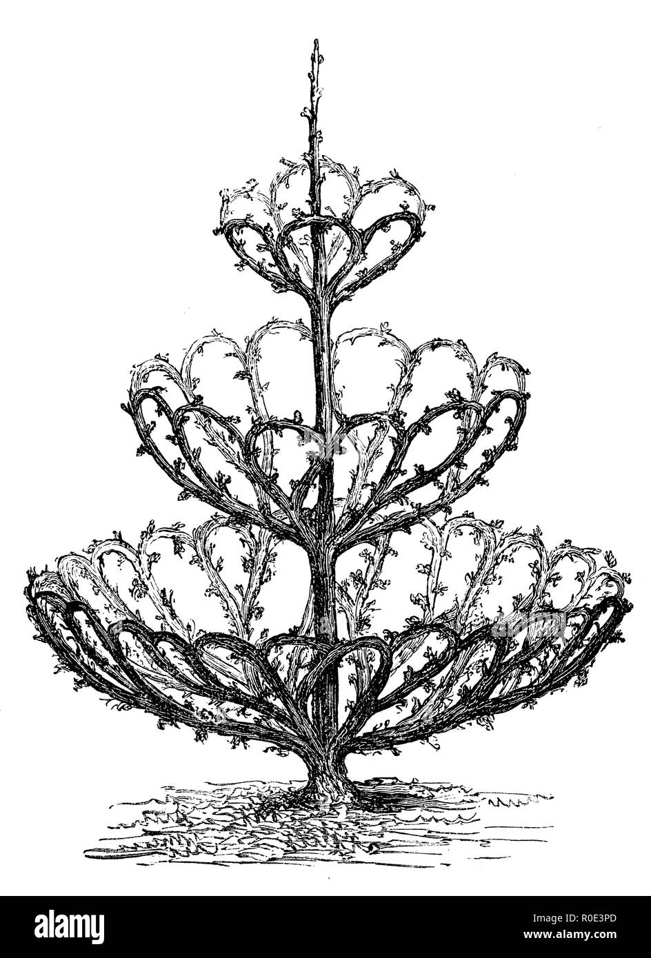 Forma abilmente pear tree. Dopo la fotografia di un albero di pera da Croux da Sceaux, 1877 Foto Stock