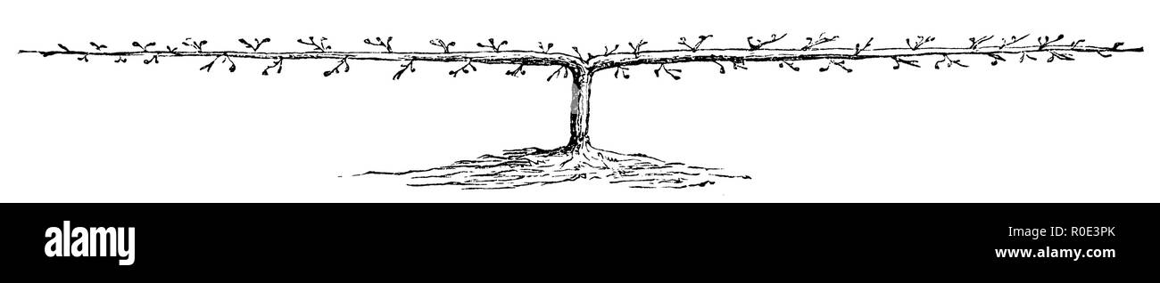 Spago orizzontale albero con due bracci, 1877 Foto Stock