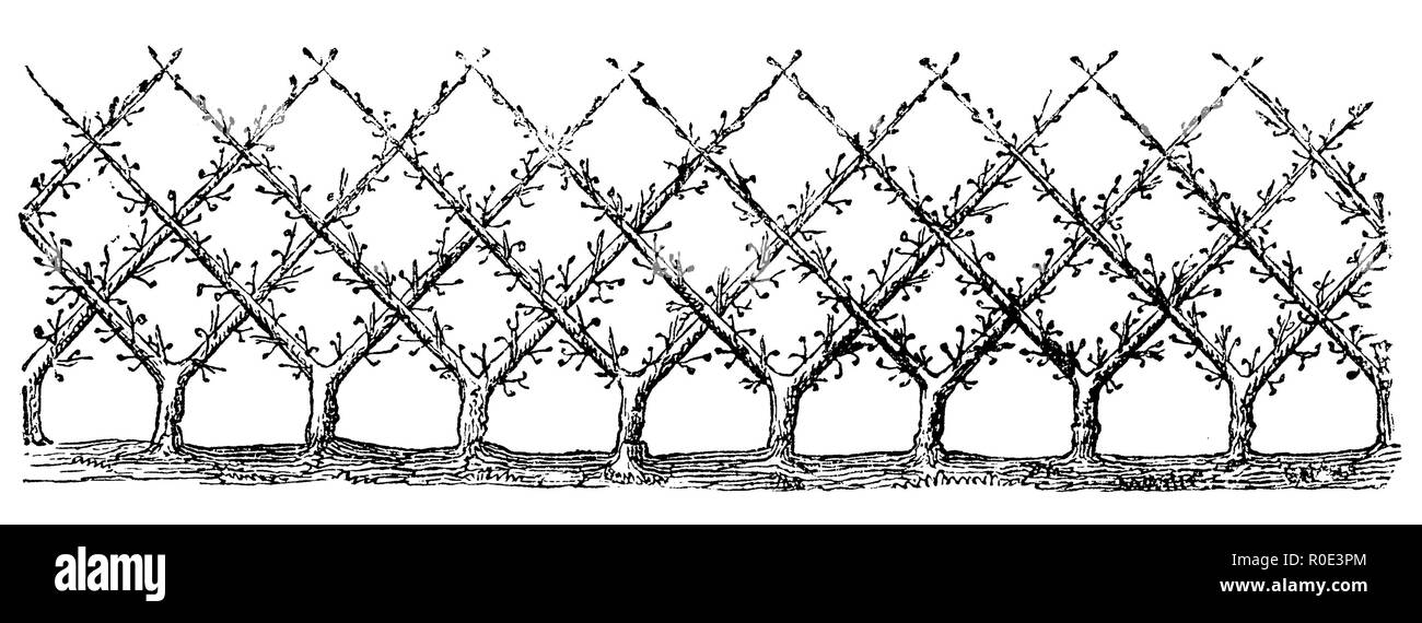 Cordon obliqua come copertura di piantare, 1877 Foto Stock