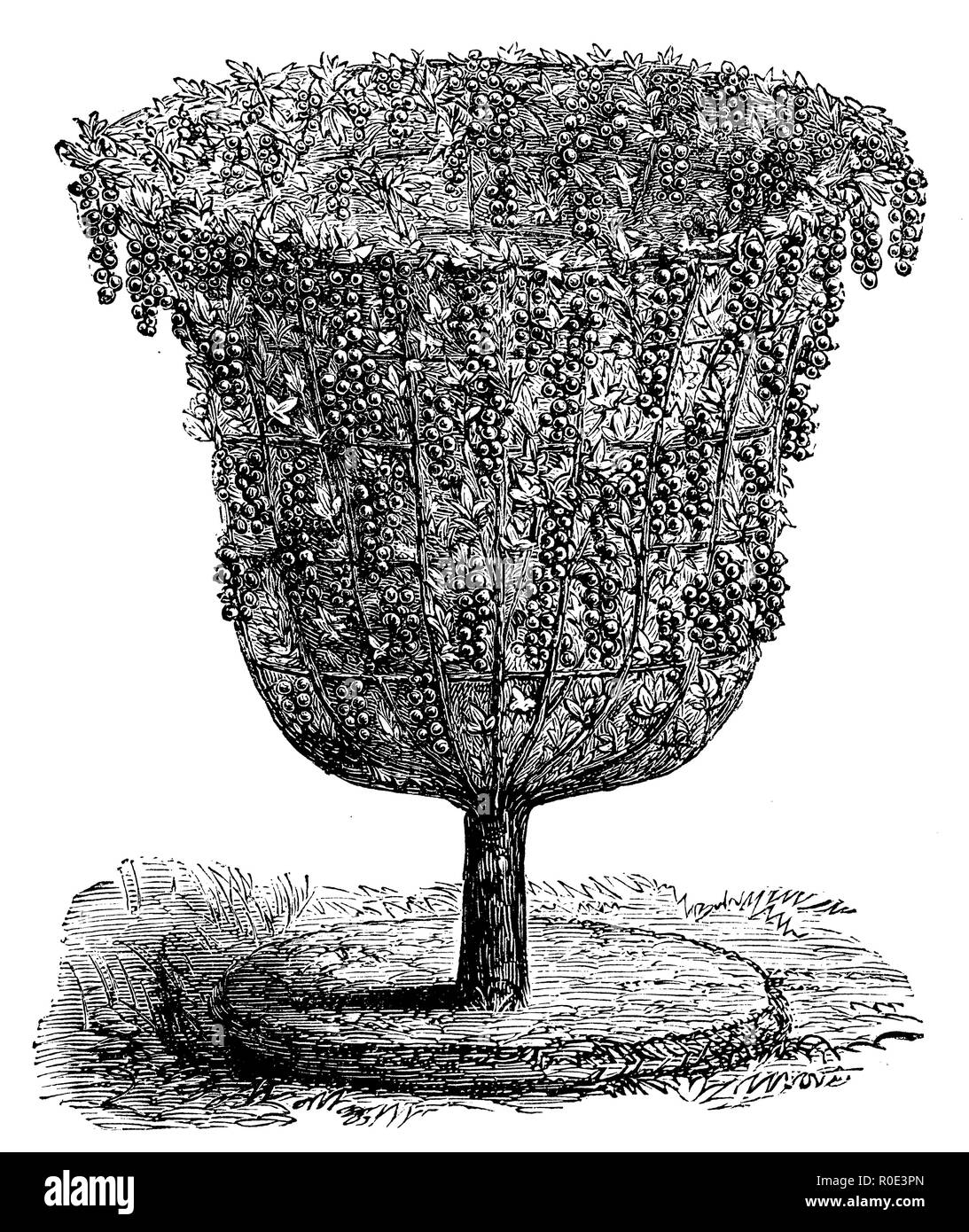 Boccola di ribes in vaso forma, 1877 Foto Stock