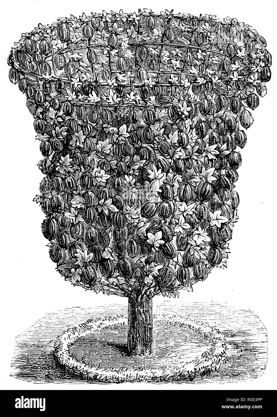 Uva Spina boccola in vaso forma, 1877 Foto Stock