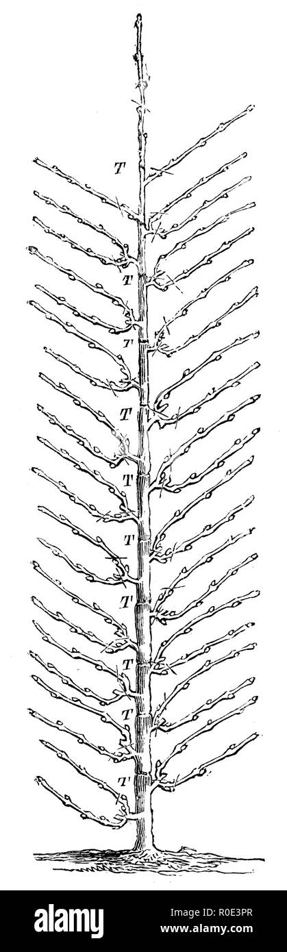 Albero rifilatura: a palmette, 1877 Foto Stock
