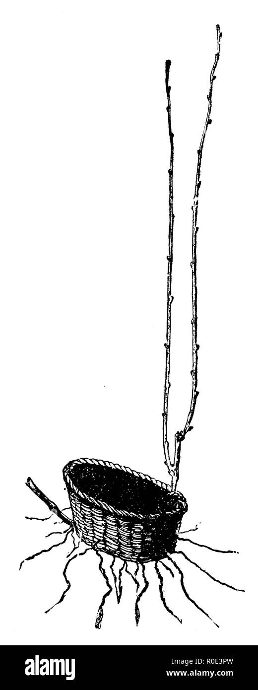 Vitigno: Moltiplicazione per propaggine con l aiuto di un cestello, 1877 Foto Stock