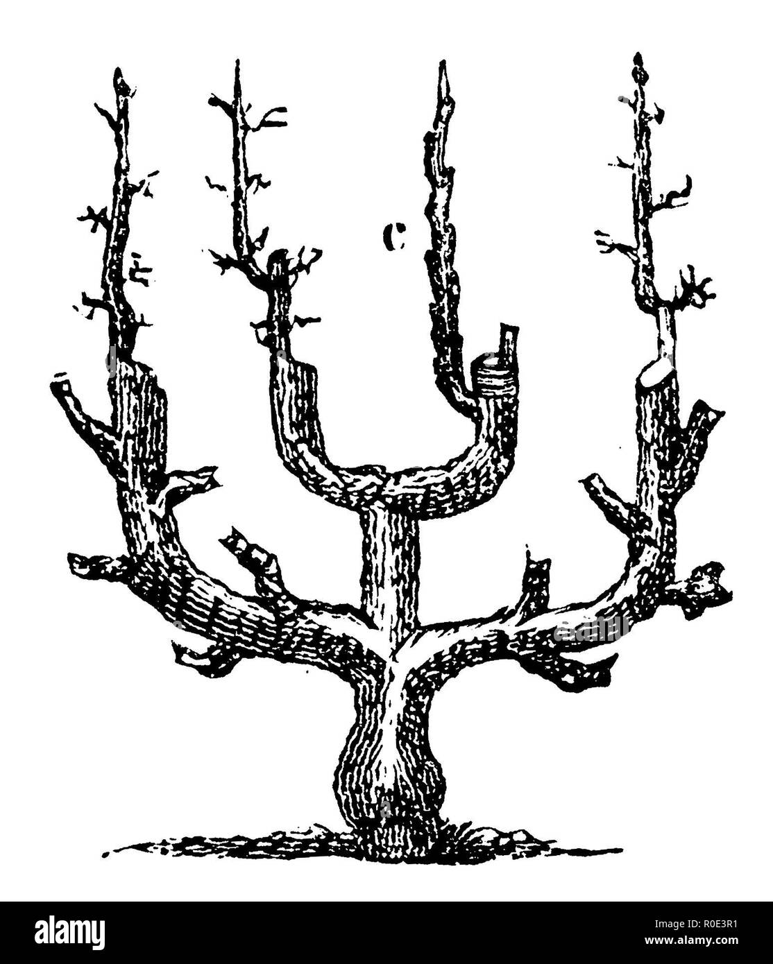 Il sambuco trellis pear tree in doppia forma ad U, 1877 Foto Stock