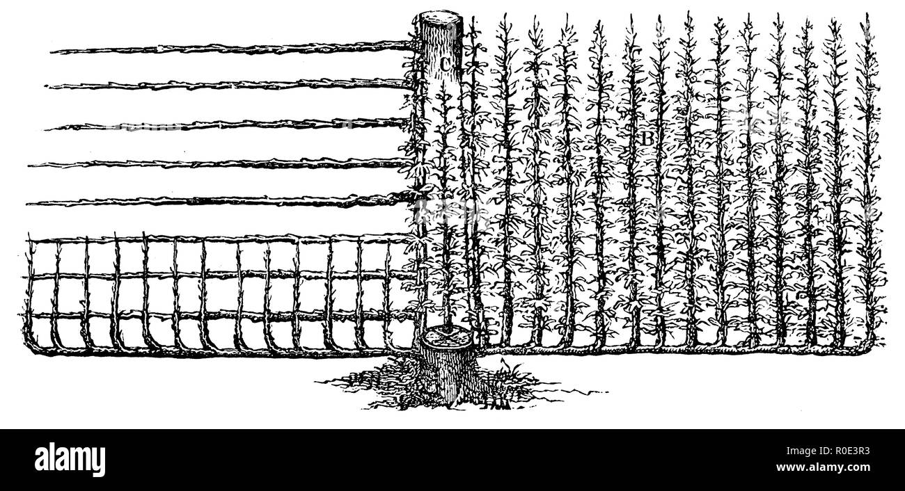 Finitura di alberi da frutta: innesto laterale, struttura a traliccio, 1877 Foto Stock