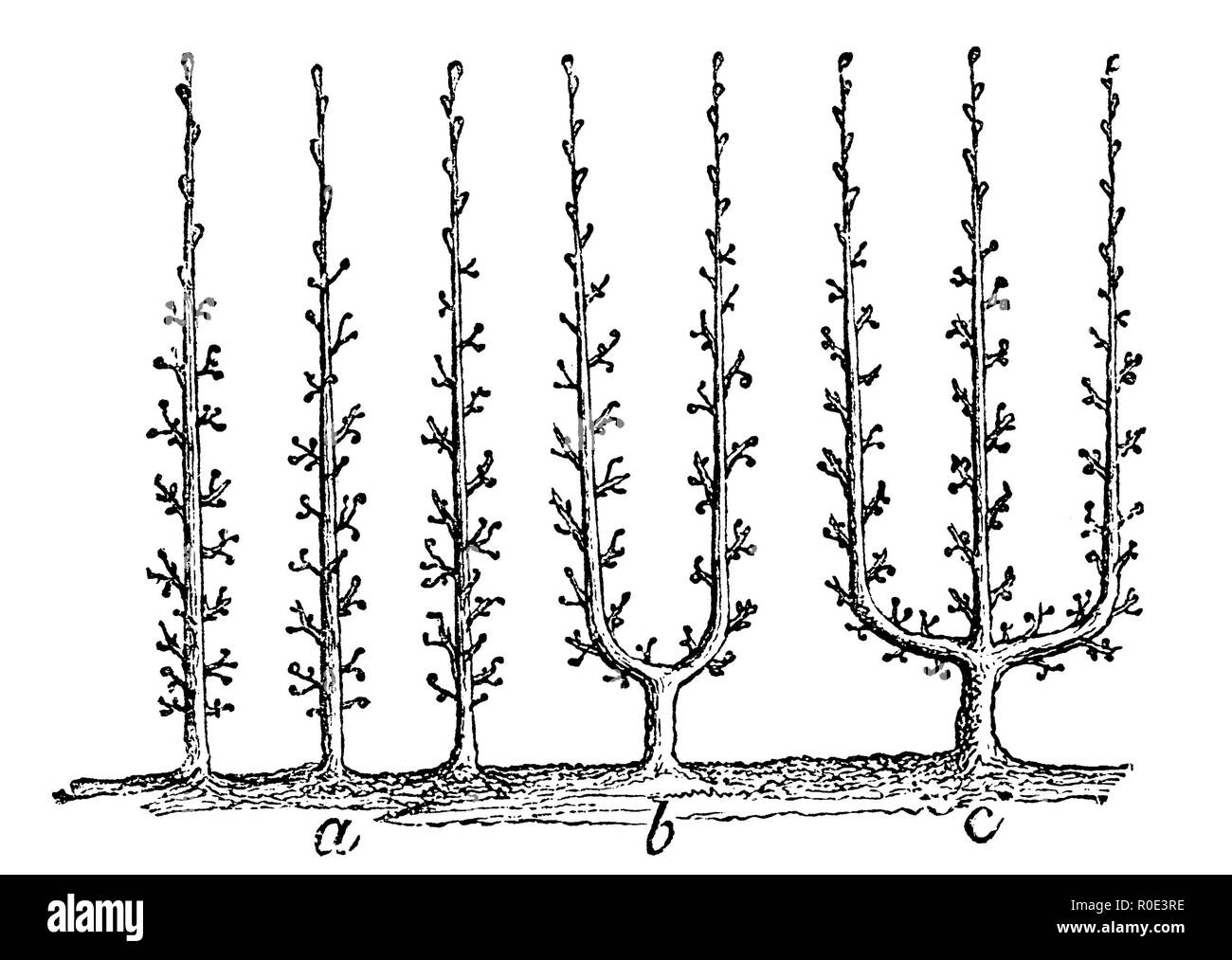 Cavo verticale alberi, 1877 Foto Stock