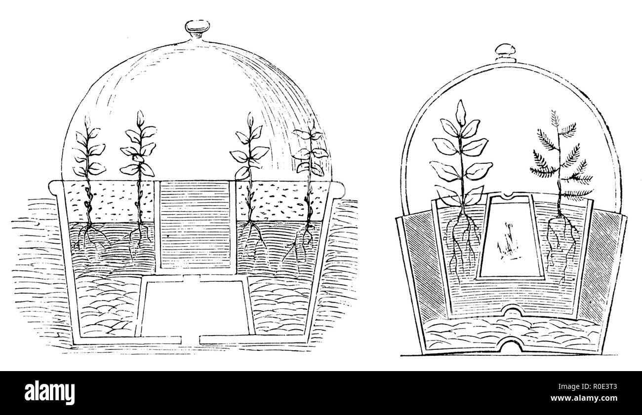 Propagazione dei fiori. Metodo di propagazione per piccoli tagli, 1877 Foto Stock