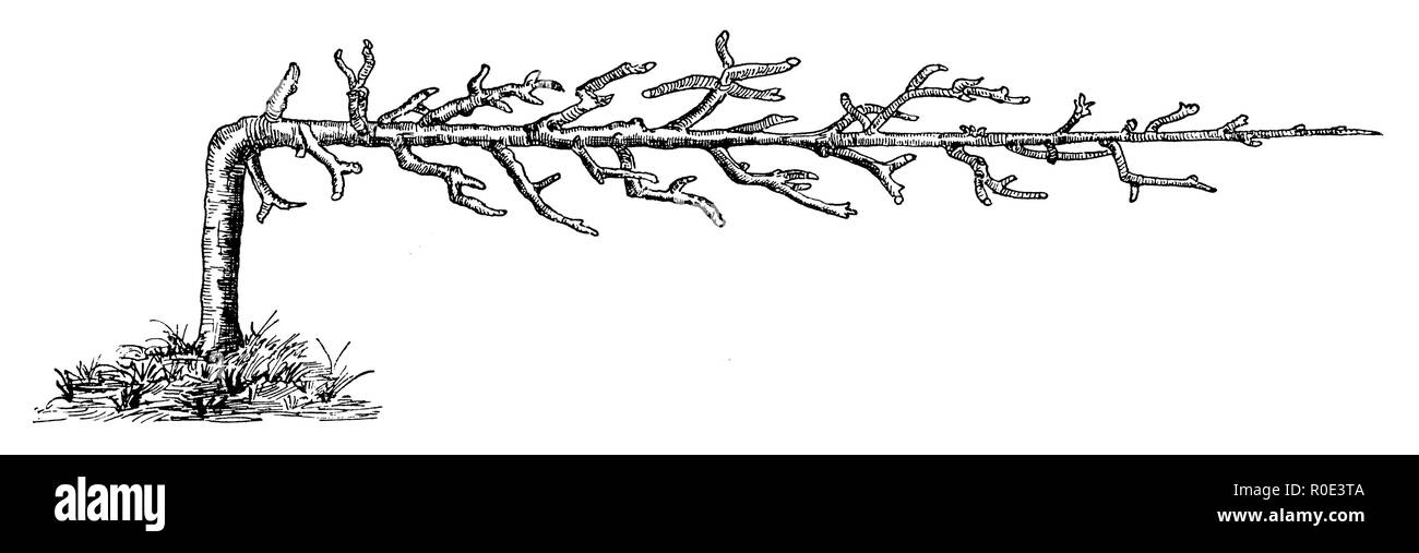 Struttura a traliccio, uno-armati cordon, 1889 Foto Stock