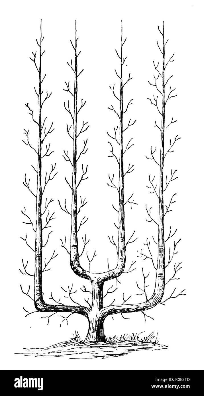 Struttura a traliccio, Verrier a palmette con quattro bracci, 1889 Foto Stock