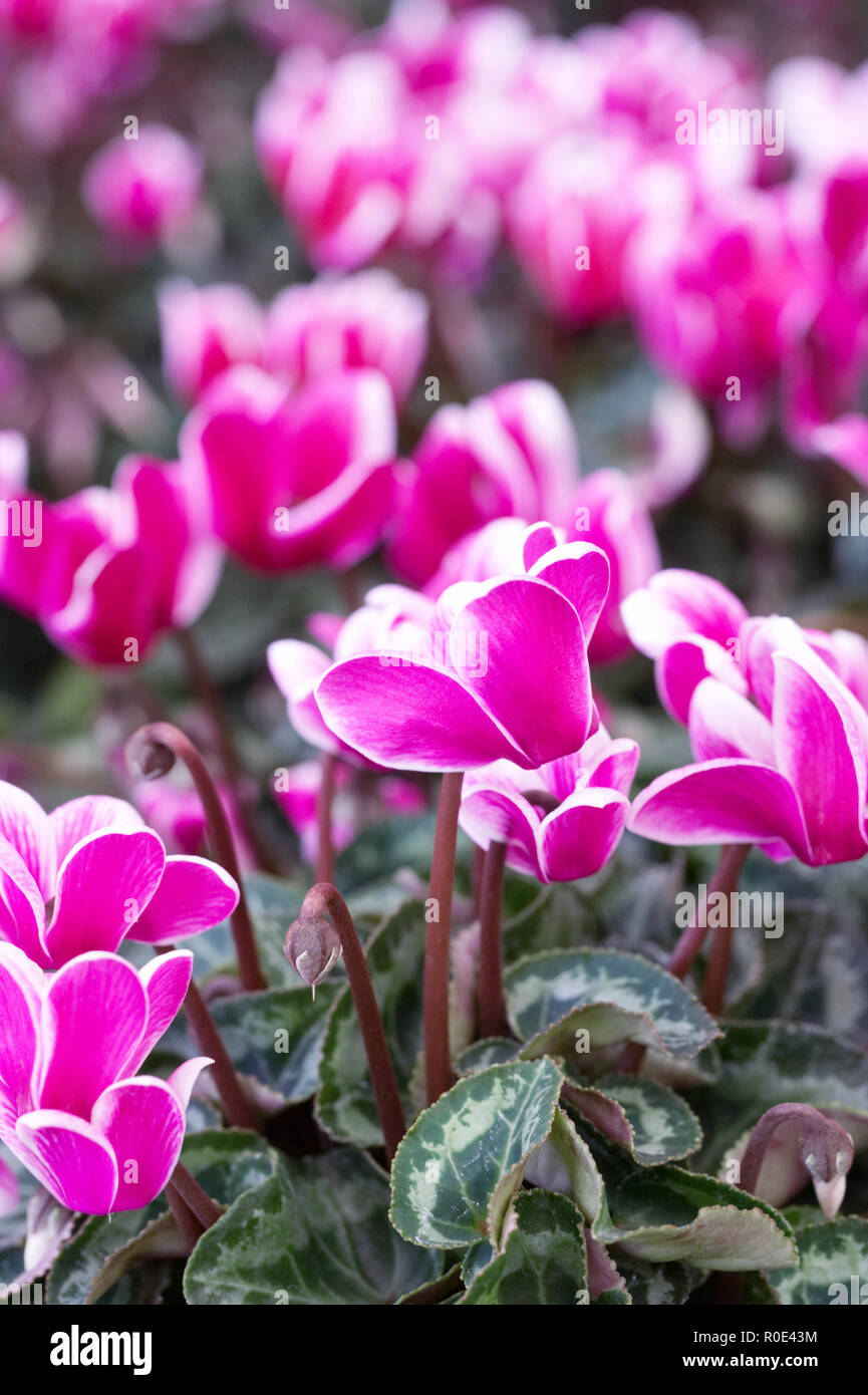 Cyclamen persicum 'Snowridge viola' Fiori. Foto Stock