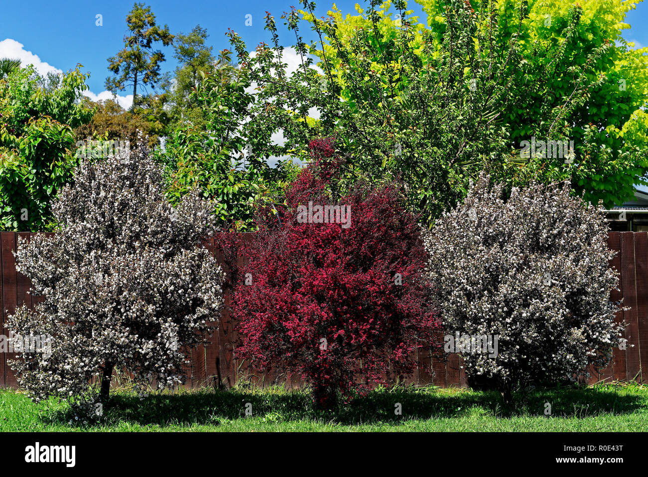 Api mellifere amore questi alberi di manuka in rosso e fiori bianchi, Nuova  Zelanda Foto stock - Alamy