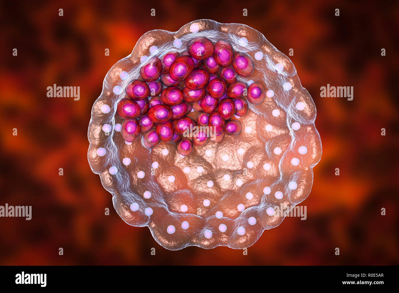 Blastociste, illustrazione del computer. Un blastocisto è una pallina cava di cellule con un centro di fluido formata dopo varie divisioni di una cella fecondate (zigote). La massa cellulare interna (viola) contiene le celle che formano l'embrione giusto, le cellule staminali embrionali (CES). Foto Stock