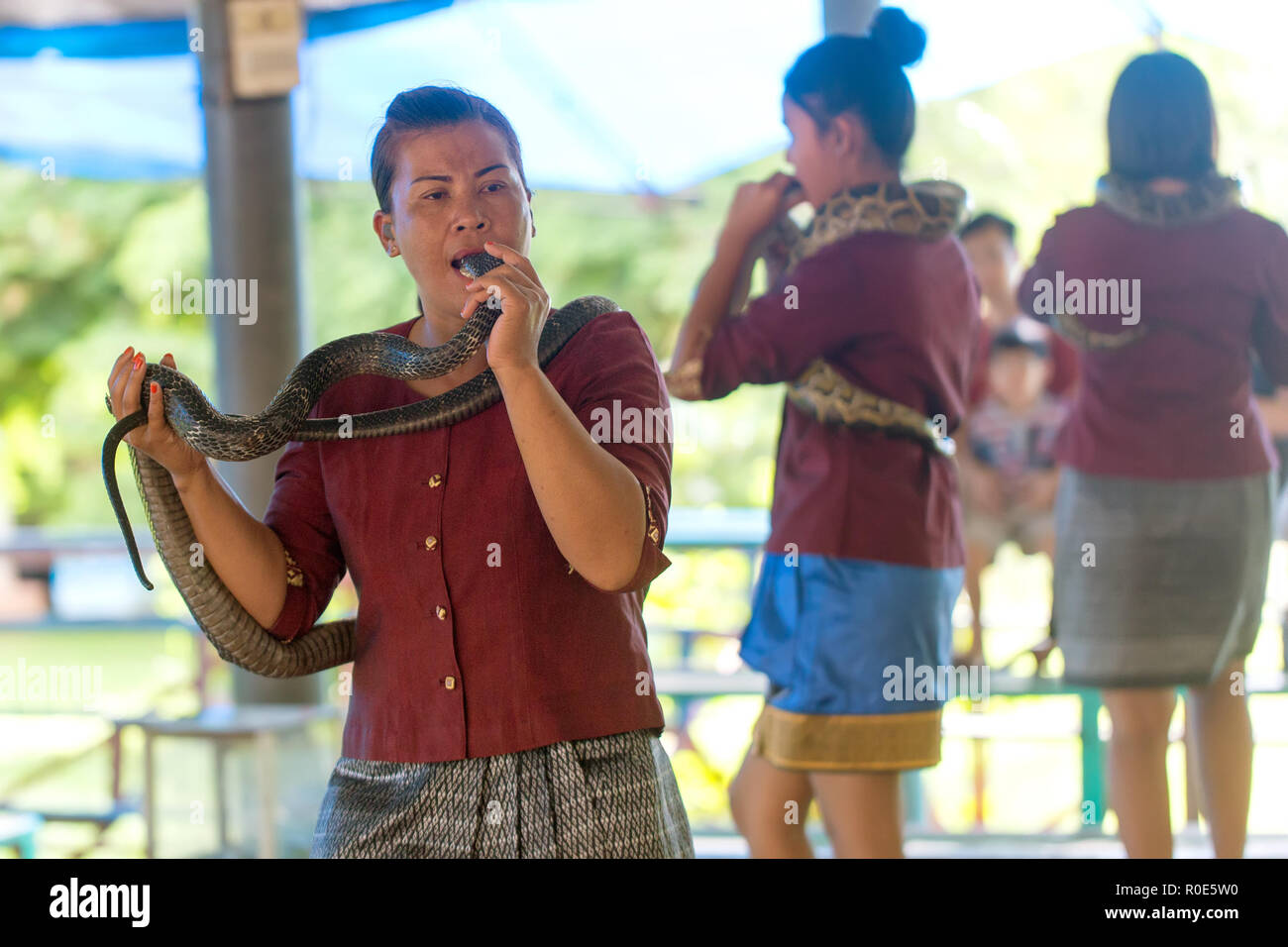 COBRA REALE VILLAGE, Thailandia, 25 settembre 2016 : Una donna è di inserire la testa di un serpente nella sua bocca durante un pubblico spettacolo nel re Cobra Villag Foto Stock