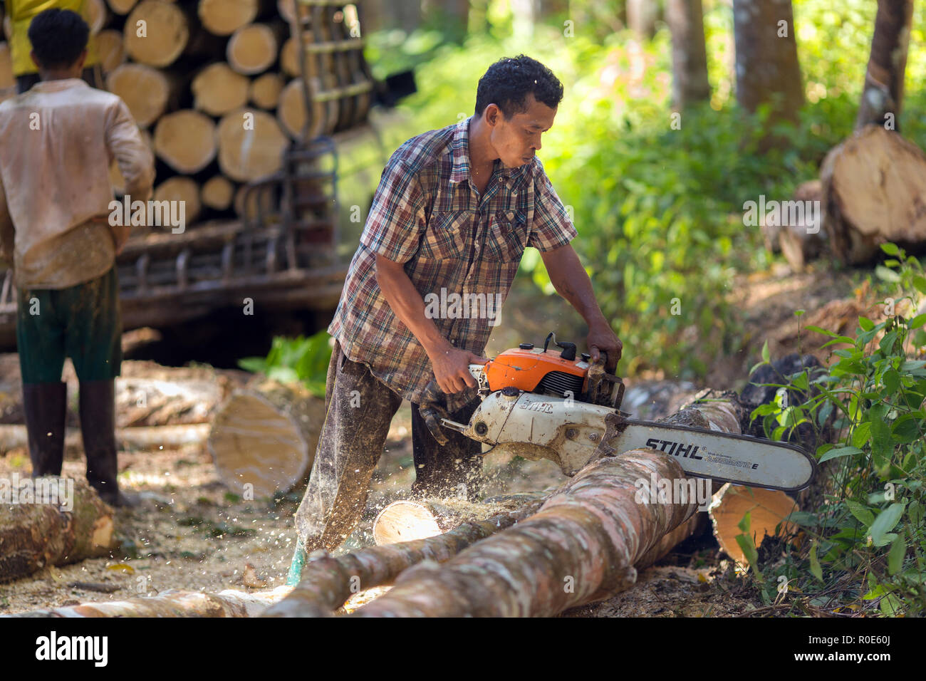 Lumberjack il taglio di alberi di gomma con una motosega per lo sfruttamento industriale nel sud della Thailandia. Foto Stock