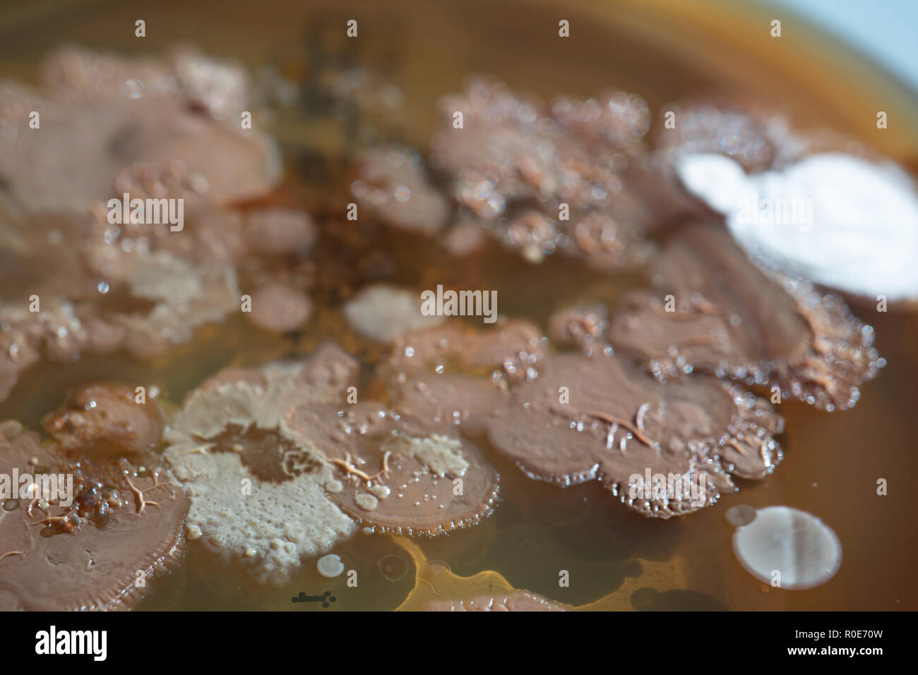 Piastra di petri con diverse colonie di batteri su agar Foto Stock