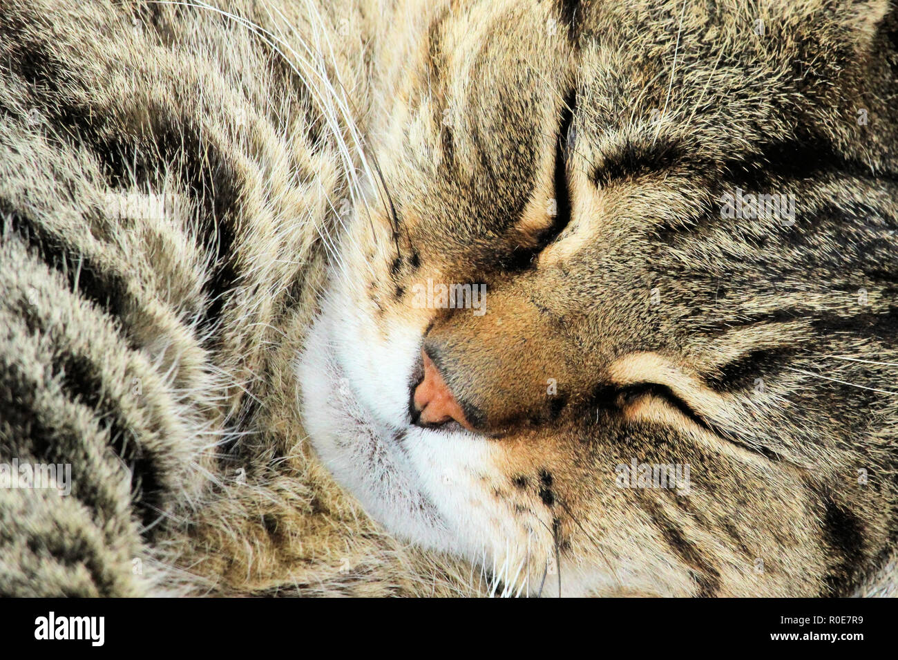 Sleeping cat - close-up di faccia Foto Stock