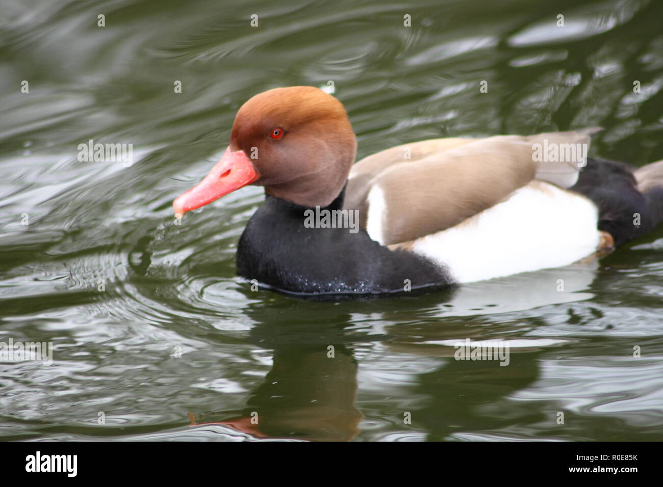 Un maschio rosso-crested Pochard (Netta rufina) in acqua Foto Stock