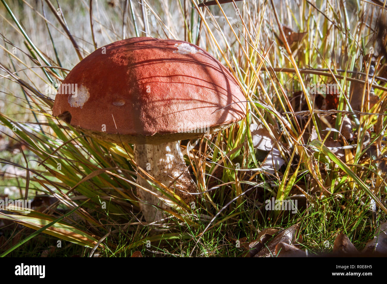 Splendido esemplare di betulla bolete (Leccinum scabrum) in comune Chailey Riserva Naturale, West Sussex Foto Stock