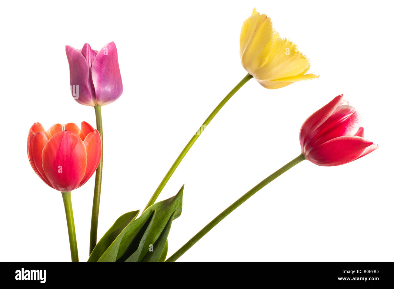 Fiori variopinti tulipani di colorazione naturale isolato su sfondo bianco Foto Stock